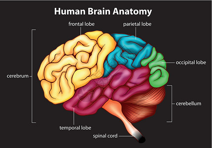 人脑结构人脑生物学额叶肌肉科学静脉过敏反应大脑生理枕骨中枢神经插画