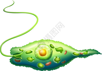 尤伦咸水实验伸缩泡多糖眼点合成柱头实验室挖掘机生物插画