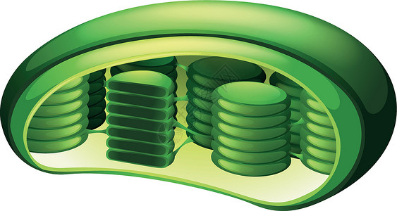 叶绿体生理生活宏观卡通片叶绿素植物科学药品叶子微生物学背景图片