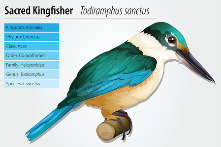 鸟标本神圣捕王者飞行动物群栖息科学木头圣地野生动物生活标本翠鸟插画