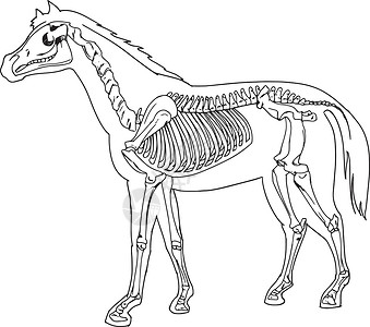 马骨架尾巴蹄子肩膀教育插图肋骨小马图表骨头绘画插画