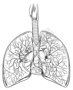 人类肺病人体生物循环草图科学血管插图气体毛细管交换设计图片