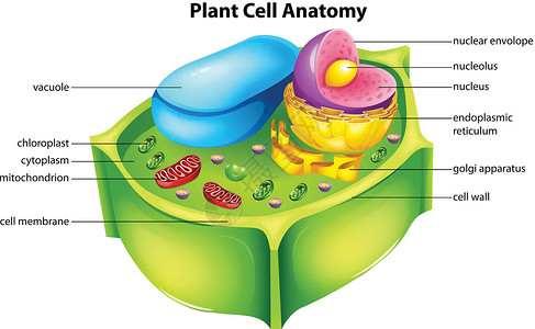 核糖体植物细胞解剖解剖学果胶液泡细胞膜溶胶树液细胞质胞质绘画粮食插画