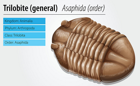 三叶虫Trilobite 化石骨骼野生动物昆虫荒野古生物学岩石生物学灭绝历史蜥蜴插画