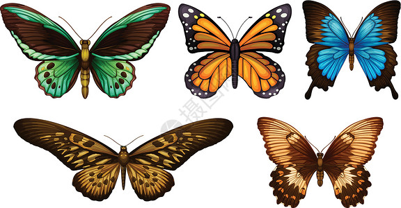 蝴蝶昆虫毛毛虫前翅腹部胸部动物君主科学翅脉化合物高清图片