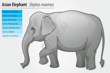 成人灰色亚洲大象生态科学鼻类动物树干插图象科野生动物生物学成人插画