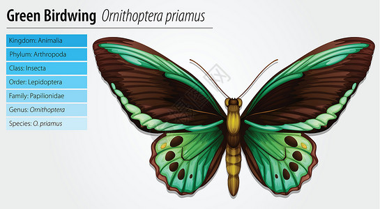 鳞翅目绿色鸟翅蝴蝶设计图片