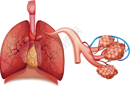 呼吸系统生物空气生活肺泡生理鼻甲生物学二氧化碳小动脉骨头插画