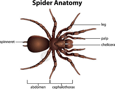 螯蜘蛛的解剖插画