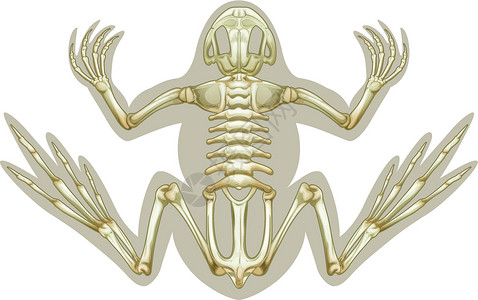 蟾蜍青蛙骨骼系统设计图片
