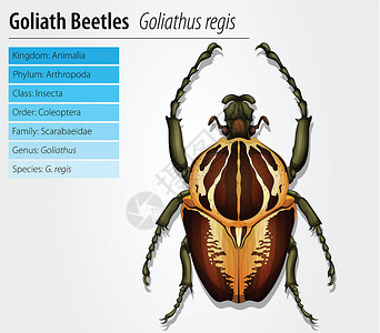 哥特甲虫歌利亚歌蒂科高清图片