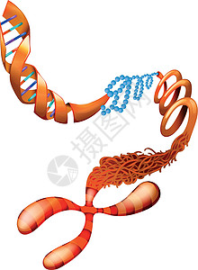 磷酸盐DNA染色体插画