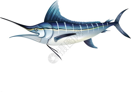 蓝鳍金枪鱼大西洋蓝马里草图盐水绘画插图科学意义图表海洋动物蓝色插画
