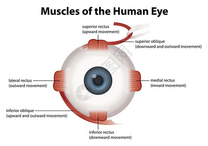 玻璃体人眼房水插座眼球横截面器官脉络膜图表黄斑神经镜片插画