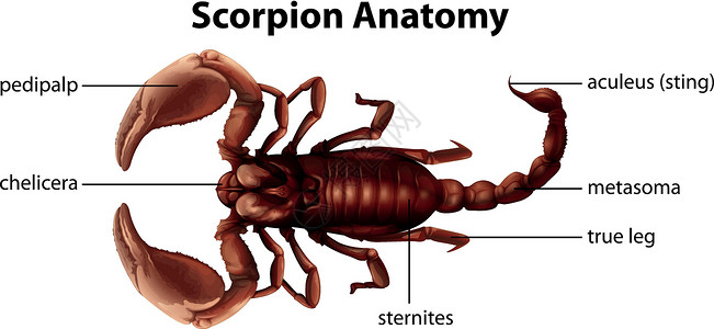 棘突蝎子解剖学插画
