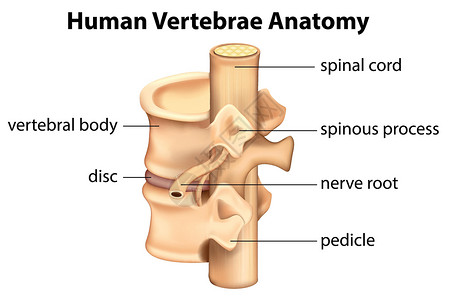人体椎骨解剖背景图片