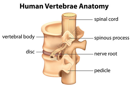人体椎骨解剖高清图片