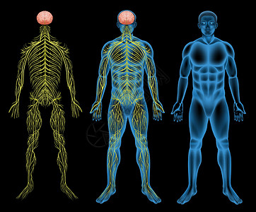 个人绘画素材男性神经系统设计图片