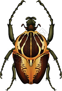 黄金龟甲虫歌利亚甲虫插画