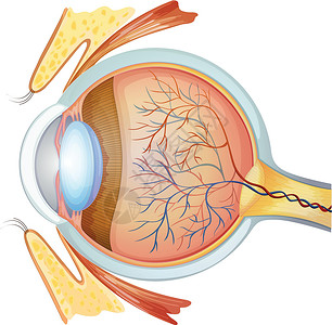 黄斑人眼横截面插画