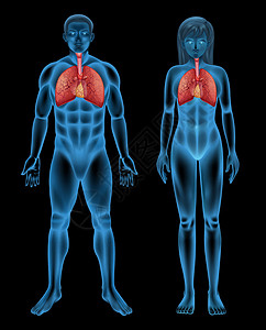 呼吸系统支气管呼吸肌交换哮喘气管舌头支气管炎高血压科学会厌插画