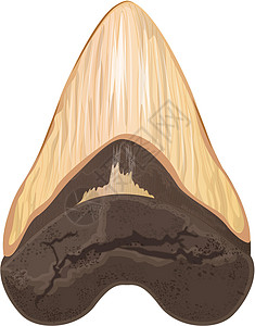 巨齿鲨嘟嘟海洋灭绝捕食者鲨鱼动物化石新世新生代生物插画