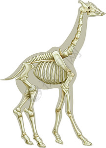 动物骨骼长颈鹿骨骼系统设计图片