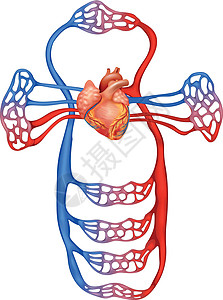 血氧仪循环系统动脉腹腔小隐绘画肺循环性腺脊椎肾脏二氧化碳细胞插画