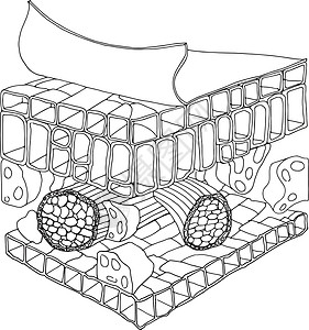 叶结构运输艺术专攻白色植物解剖学生物学横截面细胞营养插画