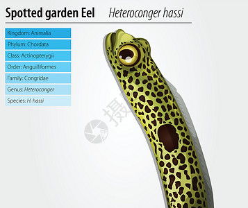 鳗鲞斑点花园EE插图海洋生态荒野动物生物鳗鱼鳗形野生动物盘子插画
