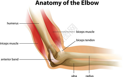 人体肘关节解剖插画