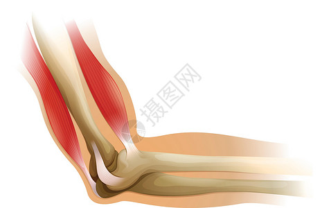 肱骨人类肘关节插画