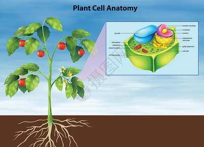 核糖体植物细胞的解剖插画