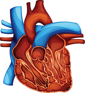 增氧泵人类的心脏氧化心包动脉中庭器官肌肉静脉蓝色有氧运动阀门插画