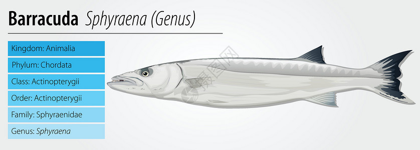 派克梭鱼海洋鲇鱼牙齿盐水尾巴捕食者食肉动物群生物科学设计图片
