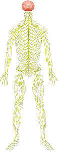 中枢神经人体神经系统电机绘画解剖学轴突神经树突外设医学保健网络设计图片