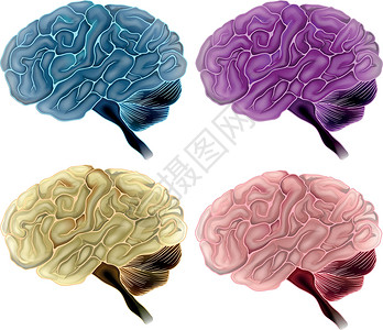 松果体人脑推理丘脑中脑垂体额叶哺乳动物脑化髓质蓝斑思维插画