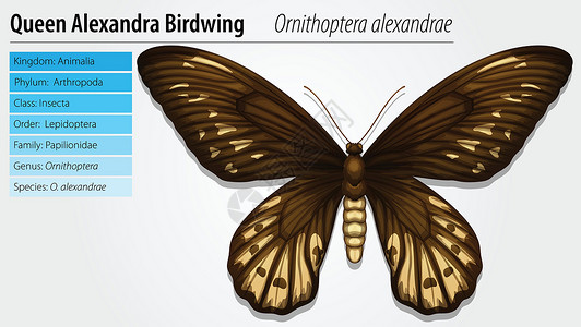 奥德拉亚历山德拉王后鸟温鳞翅目荒野教育眼睛图表绘画生物身体男性翼展设计图片