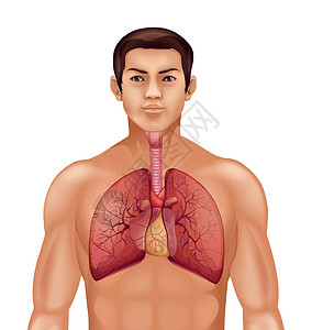血氧交换人体呼吸系统科学呼吸道会厌交换呼吸肌隔膜支气管炎舌头鼻腔绘画插画