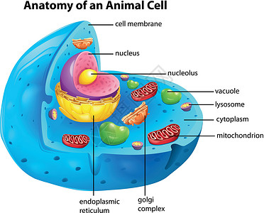 核糖体动物细胞的解剖插画