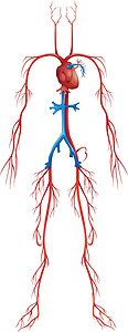 下腔静脉循环系统生物学学习肌肉科学静脉心血管手臂动脉插图人体插画