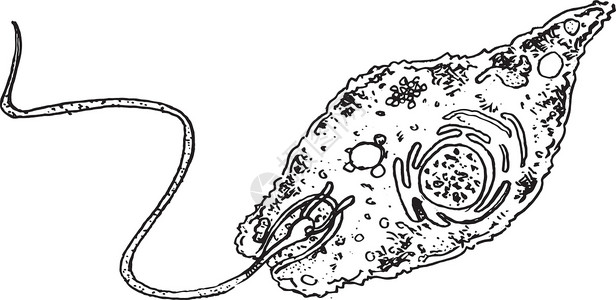 覆光膜尤伦单细胞绘画动物意义草图科学液泡图表异养趋光性插画