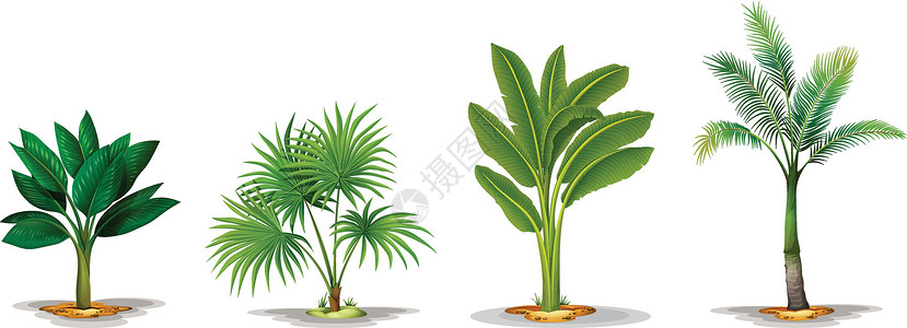 被子植物不同的树热带雨林树叶单子灌木科学生长沙漠绘画白色植物学设计图片