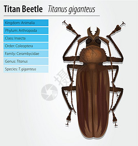 泰坦甲虫野生动物标本科学触角生物生物学巨神动物荒野腹部插画