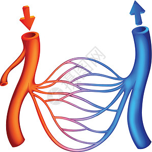 毛细血管血液循环插画