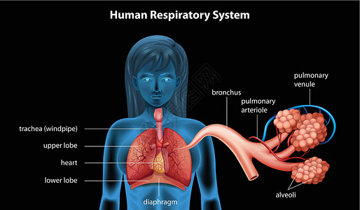 口咽部人体呼吸系统解剖学科学生理口咽食管静脉空气男人骨头支气管插画