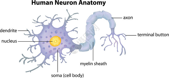 神经递质人体神经元解剖插画
