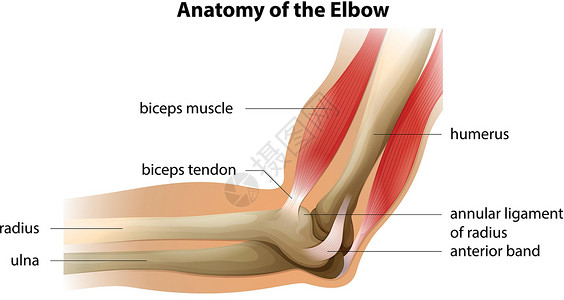 肘关节厄尔博河的解剖学插画