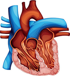 血同脉人类心脏身体剖面图绘画插图器官组织静脉草图医疗解剖学设计图片