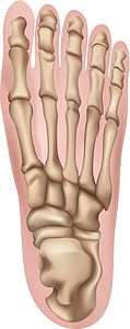 足跟痛人类福生物跟骨绘画脚跟楔形前脚骨头腓骨骨骼跖骨插画